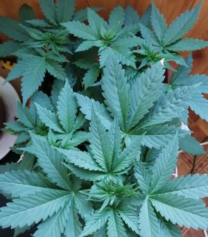 IMG_20210601_172922.jpg IMG_20210601_172922.jpg