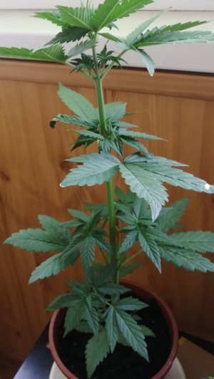 IMG_20210601_173010.jpg IMG_20210601_173010.jpg