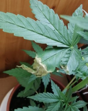 IMG_20210601_172944.jpg IMG_20210601_172944.jpg