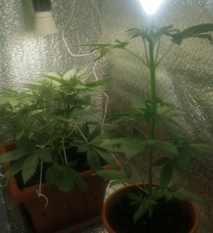 IMG_20210601_222840.jpg IMG_20210601_222840.jpg