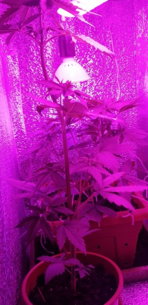 IMG_20210603_223612.jpg IMG_20210603_223612.jpg