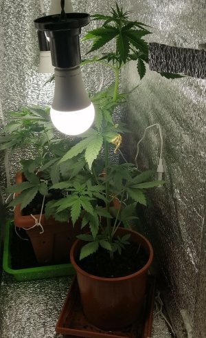 IMG_20210603_223645.jpg IMG_20210603_223645.jpg