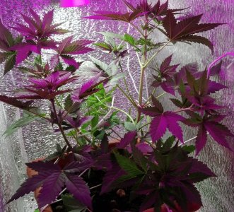 IMG_20210606_070854.jpg IMG_20210606_070854.jpg