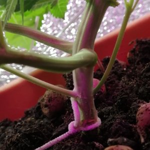 IMG_20210605_224952.jpg IMG_20210605_224952.jpg