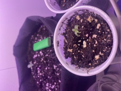 4D5BFD12-4EA7-400C-9707-9D627E0DE00D.jpeg 4D5BFD12-4EA7-400C-9707-9D627E0DE00D.jpeg