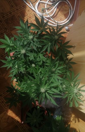 IMG_20210620_091300.jpg IMG_20210620_091300.jpg