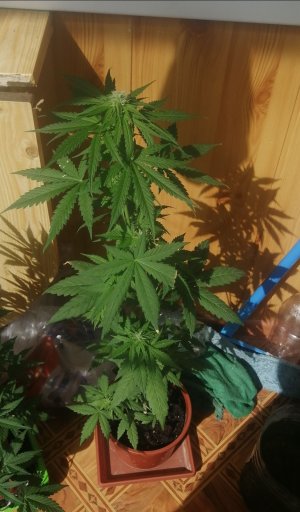 IMG_20210620_091233.jpg IMG_20210620_091233.jpg