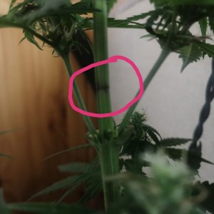 IMG_20210627_114121.jpg IMG_20210627_114121.jpg