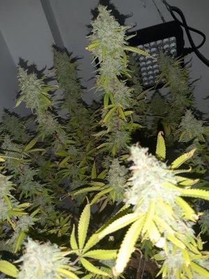 20221018_082406.jpg 20221018_082406.jpg