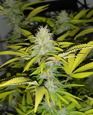 20221026_212206.jpg 20221026_212206.jpg