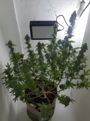 20221102_162703.jpg 20221102_162703.jpg