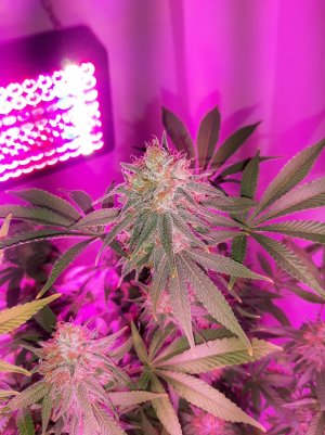 20221109_211330.jpg 20221109_211330.jpg