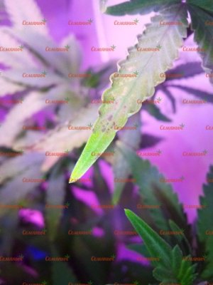 1725-wm-42343.59999999404_watermarked.jpg 1725-wm-42343.59999999404_watermarked.jpg