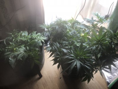 2D2A9FD5-53B9-4857-A68A-4785325B6CB3.jpeg 2D2A9FD5-53B9-4857-A68A-4785325B6CB3.jpeg