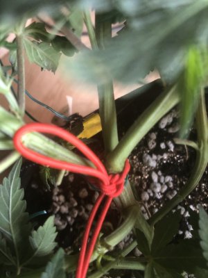 799A0037-02D1-4104-8D8E-6AEBD0838529.jpeg 799A0037-02D1-4104-8D8E-6AEBD0838529.jpeg