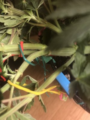 DF04F39D-404B-4D06-A6B3-496A127DB466.jpeg DF04F39D-404B-4D06-A6B3-496A127DB466.jpeg