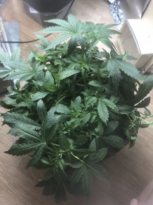 9DEE7F60-F846-4582-B4BF-67A1BFB40FB5.jpeg 9DEE7F60-F846-4582-B4BF-67A1BFB40FB5.jpeg