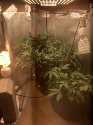 6AC64C5B-D13D-4327-A6D9-2A4419B62E01.jpeg 6AC64C5B-D13D-4327-A6D9-2A4419B62E01.jpeg