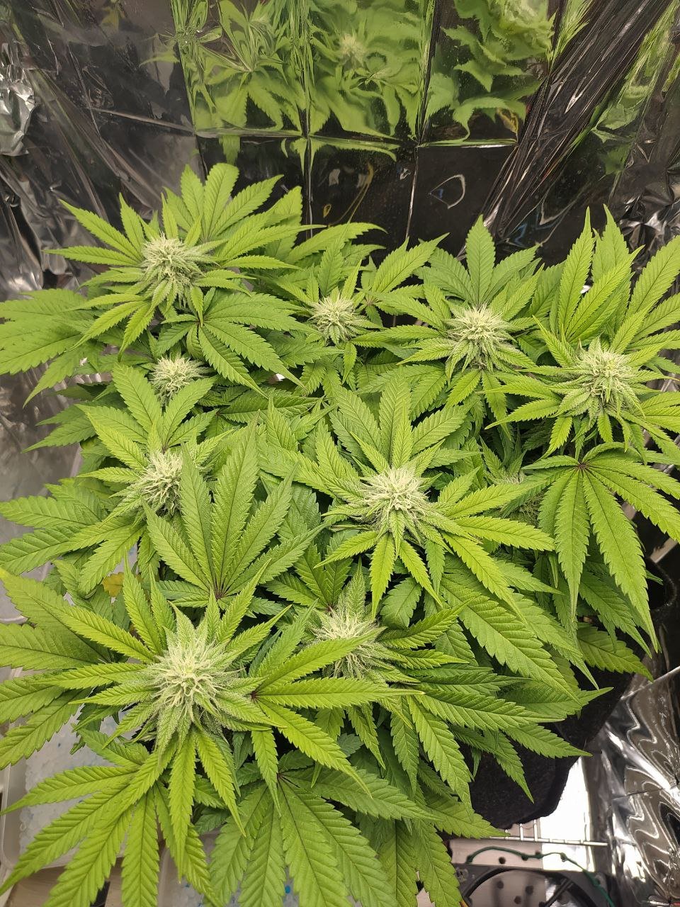 35 — копия.jpg