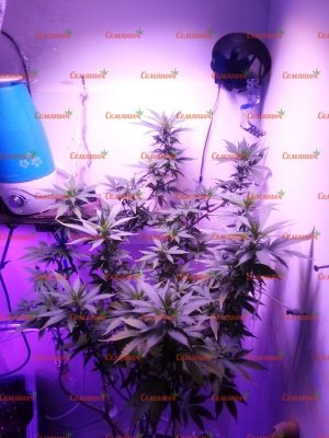 1790-wm-53123.5_watermarked.jpg 1790-wm-53123.5_watermarked.jpg