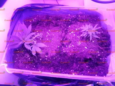 1843-wm-58670.59999996424_watermarked.jpg 1843-wm-58670.59999996424_watermarked.jpg