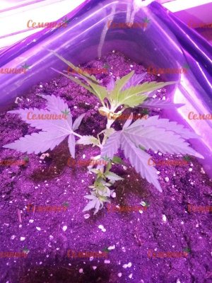 1936-wm-82641.29999995232_watermarked.jpg 1936-wm-82641.29999995232_watermarked.jpg