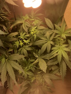 C0428433-5155-4DD7-8038-0447B46CFB5D.jpeg C0428433-5155-4DD7-8038-0447B46CFB5D.jpeg