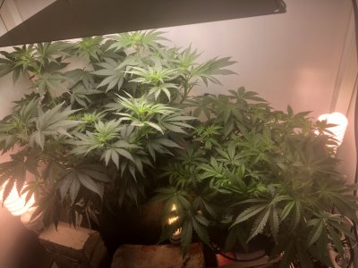 7B35C444-E432-4436-A8BB-D49C212F01E5.jpeg 7B35C444-E432-4436-A8BB-D49C212F01E5.jpeg