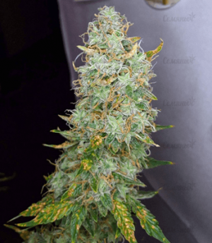 1668944861039.png 1668944861039.png