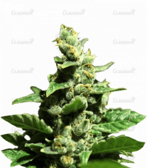 1668944866519.png 1668944866519.png