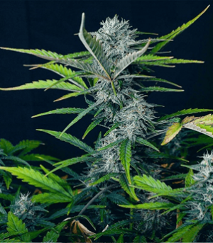 1669116264957.png 1669116264957.png