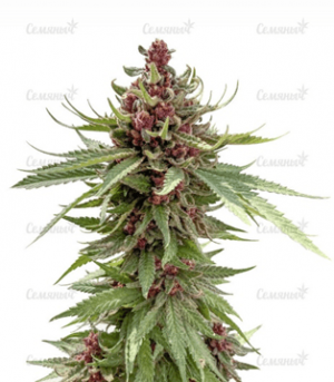 1669206409288.png 1669206409288.png