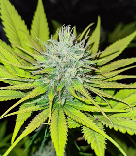 1669206432877.png 1669206432877.png