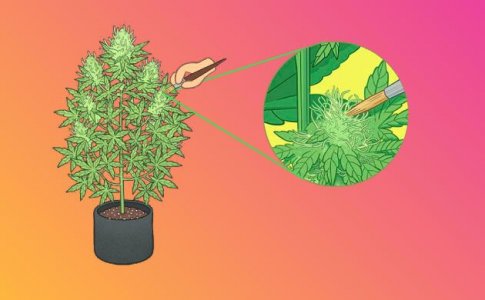 Конопля для бридинга Конопля для бридинга