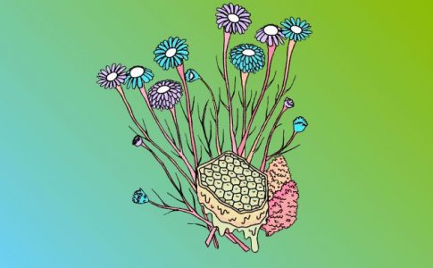 Бисаболол Бисаболол