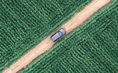 Техническая конопля Техническая конопля