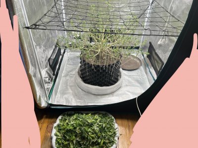 07BA89DE-12D1-437B-8D56-0148F39248EA.jpeg 07BA89DE-12D1-437B-8D56-0148F39248EA.jpeg