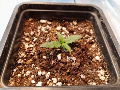 20221212_172421.jpg 20221212_172421.jpg