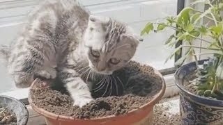 mqdefault.jpg mqdefault.jpg