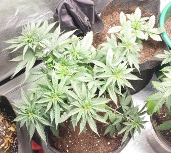 Cream caramel CBD fem