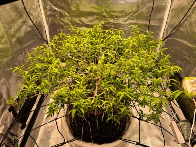 C560655B-58A4-41D5-A675-0138CF78F145.jpeg C560655B-58A4-41D5-A675-0138CF78F145.jpeg