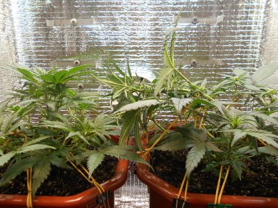 DSCN0430.JPG DSCN0430.JPG