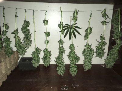 IMG_7898.JPG IMG_7898.JPG