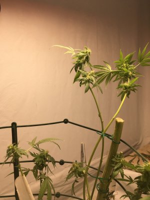 IMG_7900.JPG IMG_7900.JPG