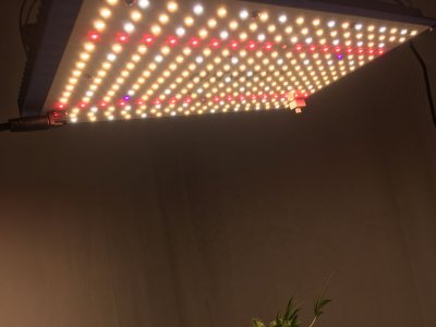 IMG_7899.JPG IMG_7899.JPG