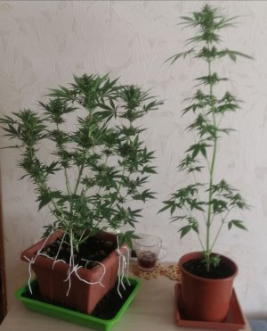 IMG_20210701_145125.jpg IMG_20210701_145125.jpg