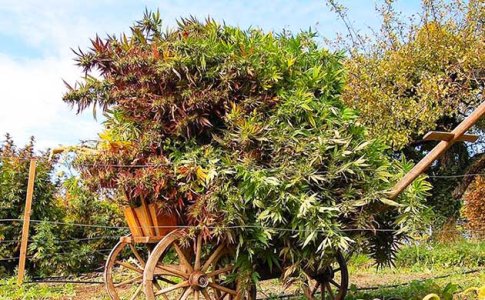 Когда пора снимать урожай конопли Когда пора снимать урожай конопли