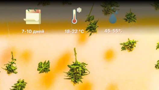 тонкости сушки шишек конопли тонкости сушки шишек конопли