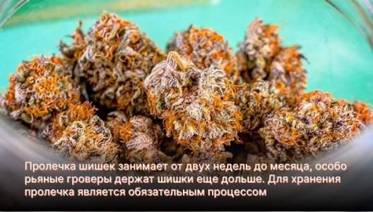 Пролечка шишек конопли Пролечка шишек конопли