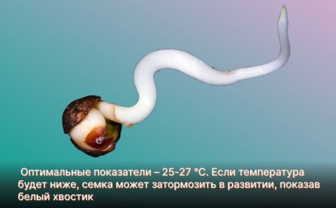 Неправильные температурные условия